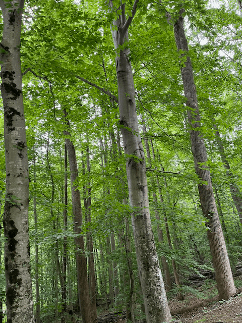 Forest landscape